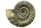 Pyritized Jurassic Ammonite (Arieticeras) Fossil - France #367653-1